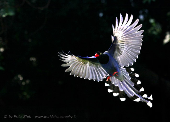 Taiwan Blue Magpie in Flight, 1